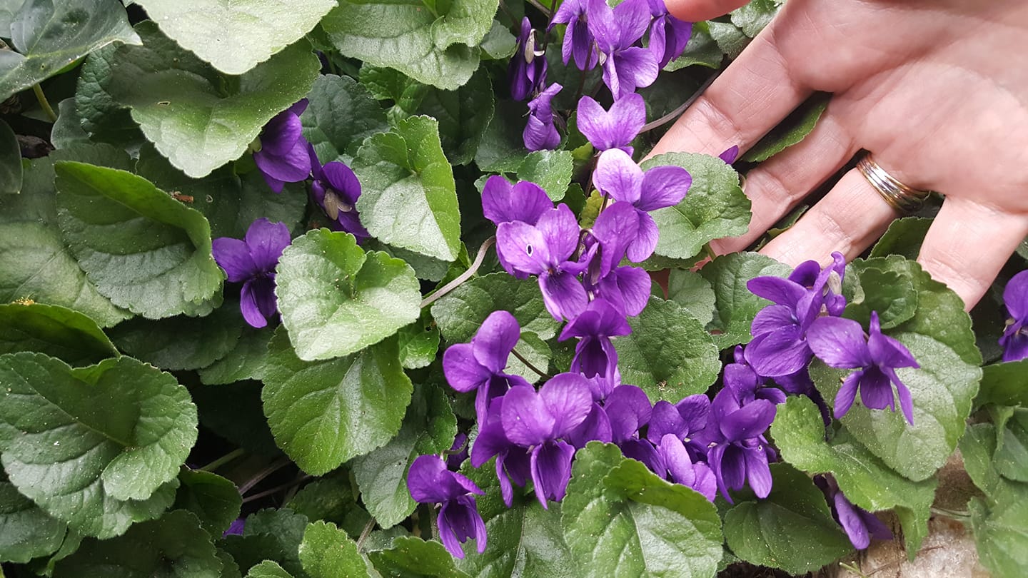 Aspettando la primavera, sbocciano le violette