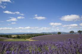 La lavanda di Provenza verso il riconoscimento UNESCO?