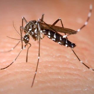 Aumentano i casi di febbre Deangue in Region Paca: nel Principato un sistema di sorveglianza per le zanzare