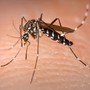 Aumentano i casi di febbre Deangue in Region Paca: nel Principato un sistema di sorveglianza per le zanzare