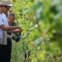 Vendanges à Bellet @OTM NCA / J.Kelagopian