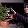 Il maestro Koji Hiramatsu alle prese con un bonsai