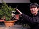 Il maestro Koji Hiramatsu alle prese con un bonsai