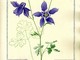 Clarence Bicknell -  Aquilegia Alpina. Coll. Association Clarence Bicknell.jpg