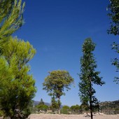 Prime piantumazioni nel Grand Parc de la Plaine du Var di Nizza - @Ville de Nice