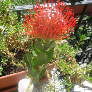 Fiori di Protea del Sudafrica a Monte-Carlo