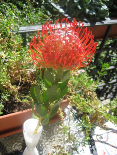 Fiori di Protea del Sudafrica a Monte-Carlo