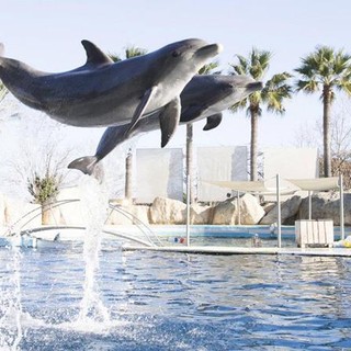 Antibes: “Perché stiamo per chiudere”. Marineland affida ad una lettera le ragioni dell’imminente chiusura