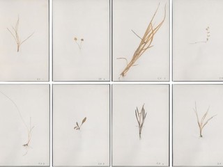 473 feuilles collection herman and susanne de vries © crédit studio herman de vries / George Kolbe Museum, Berlin © Adagp, Paris 2024