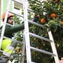 Monaco, domani inizia la raccolta dei &quot;bigarades&quot;, le arance amare per marmellata