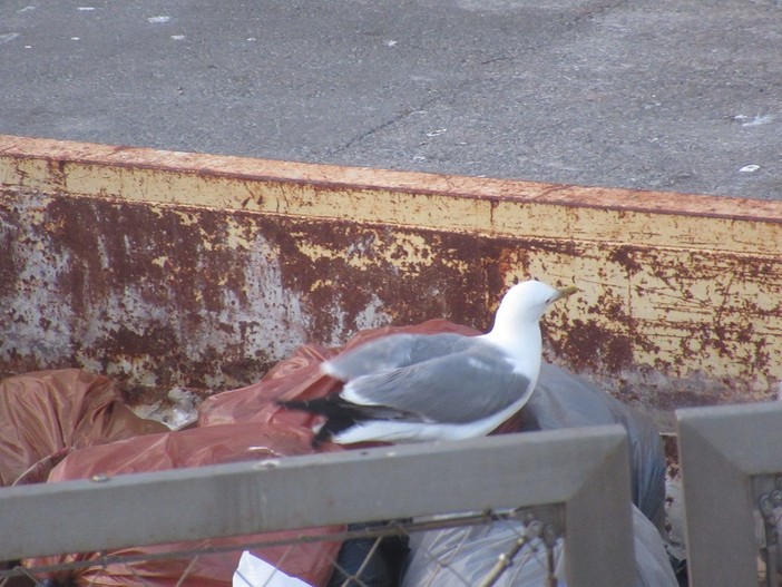 Gabbiano in un cassonetto per i rifiuti al porto di Nizza