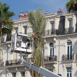 Promenade des Anglais, le palme