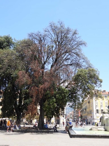 La quercia abbattuta in Place Garibaldi