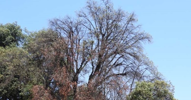 La quercia abbattuta in Place Garibaldi
