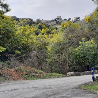 Route de mimosa, fotografie di Patrizia Gallo e Danilo Radaelli