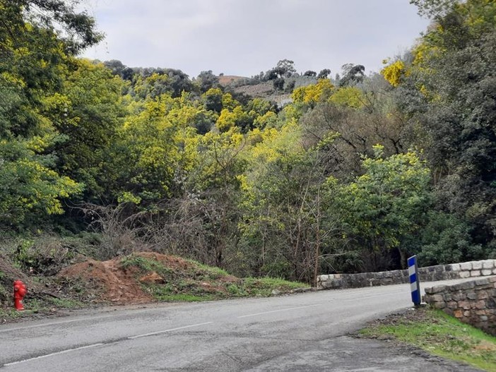 Route de mimosa, fotografie di Patrizia Gallo e Danilo Radaelli