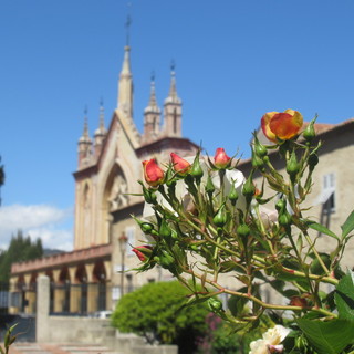 Il roseto del Monastero di Cimiez: dove trionfano i colori e il silenzio