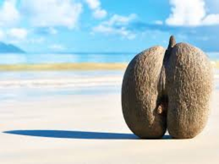 La Seychelles Islands Foundation consegna un esemplare di Coco de mer al Museo oceanografico di Monaco