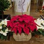 Stella di Natale o Poinsettia: dalle origini… ai giorni nostri!