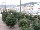 “Date una seconda vita al vostro albero di Natale”: allestiti a Nizza e nella Métropole punti di raccolta