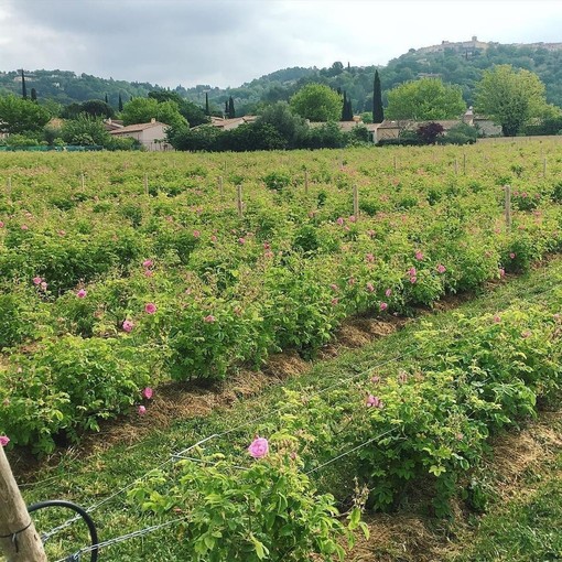 Grasse, coltivazione delle rose