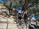 L'Ulivo Millenario di Roquebrune Cap-Martin in lizza per diventare il più bell'albero di Francia