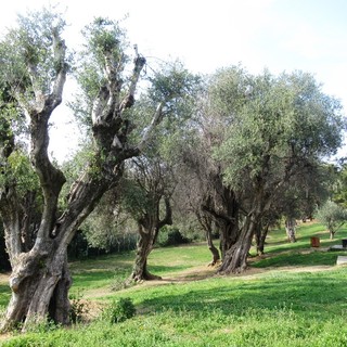 Siccità: la raccolta delle olive in largo anticipo