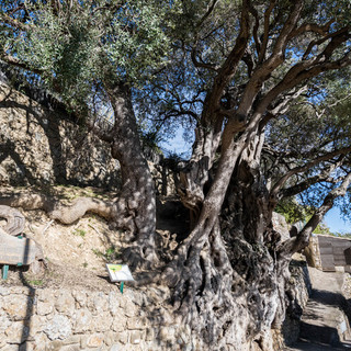 L'Ulivo Millenario di Roquebrune Cap-Martin in lizza per diventare il più bell'albero di Francia