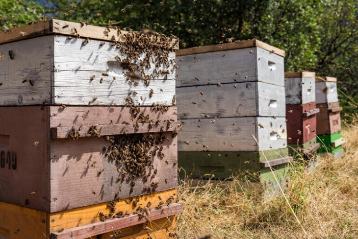 Abeilles @ville de Nice