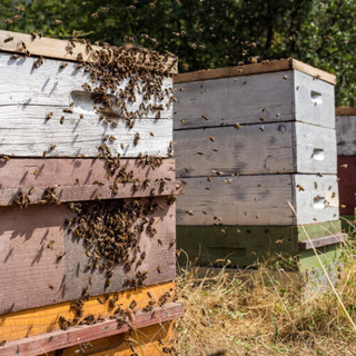 Abeilles @ville de Nice