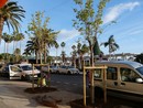 Due degli alberi piantati lungo il Mercato (Foto: Ville de Menton)