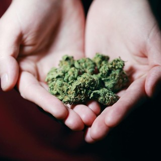 La rivoluzione della cannabis legale: scopri l'erba proibita