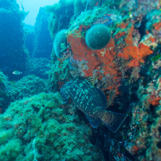 Cernie e Corvine specie protette nel Principato: a Monaco iniziato il censimento