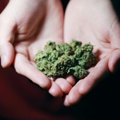La rivoluzione della cannabis legale: scopri l'erba proibita