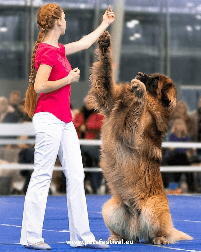 Petfestival 2023: per la prima volta in Italia i Campionati Europei di Dog Dance