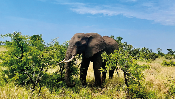 Kruger Park: il Sudafrica da vivere tutto in un fiato