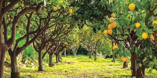 Menton, visita guidata alla limonaia