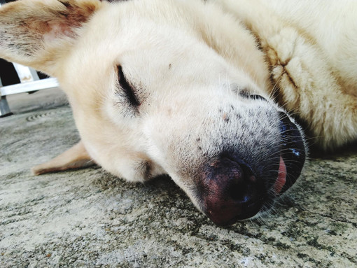 Interventi adeguati in caso di vomito di bile nel cane