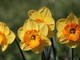 Bulbi di narciso: come prendersi cura di questa splendida varietà floreale