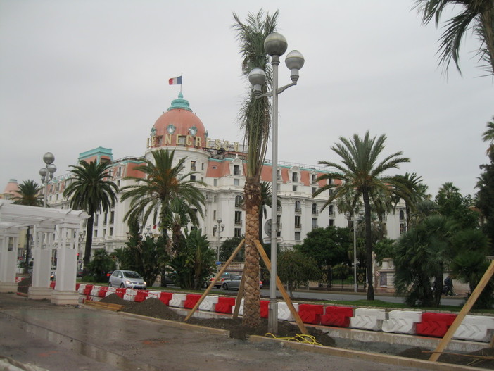 I “palmiers” sulla Promenade des Anglais hanno raggiunto il Negresco!