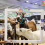 Petsfestival 2024, un evento imperdibile per gli amanti degli animali