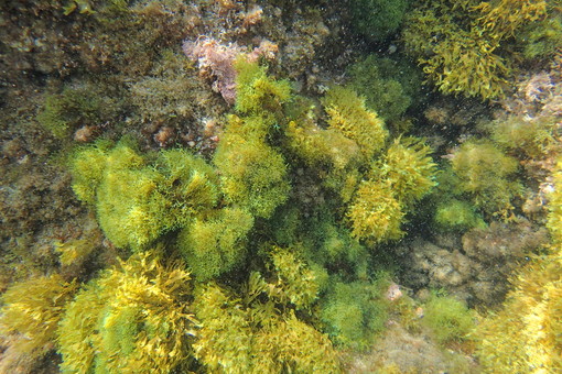 Ecco la taxifolia, l'alga killer nelle acque di fronte a Cap d'Antibes