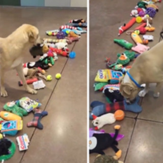 Cani senza una famiglia scelgono un regalo di Natale donato dai volontari, il video virale