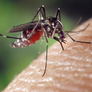 Caso sospetto di dengue, a Monaco-Ville due notti di disinfestazione